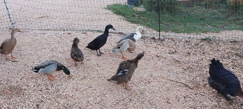 
couple canard colvert + couple coureur indien 60 83136 Forcalqueiret