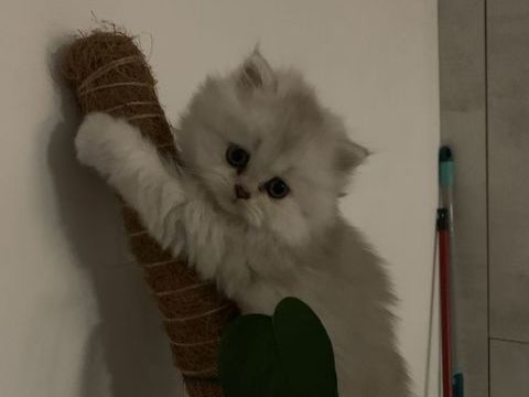 British Longhair/Shorthair 0 74890 Bons-en-chablais