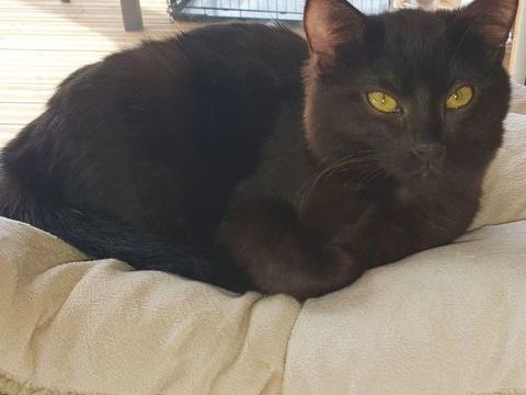 NEKO 180 38840 Saint-bonnet-de-chavagne