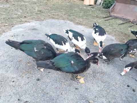 canes et canards 15 44520 Moisdon-la-rivière