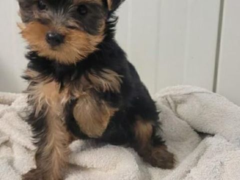 Magnifique yorkshire 0 13001 Marseille