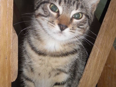 Chaton m&acirc;le tr&egrave;s intelligent. 0 24340 Mareuil