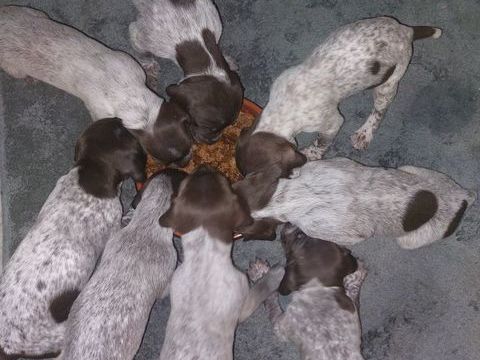 Chiots m&acirc;les braque allemand &agrave; r&eacute;server 700 80170 Guillaucourt