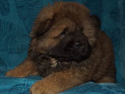 Chiot Chow chow 2000 53800 Saint-martin-du-limet
