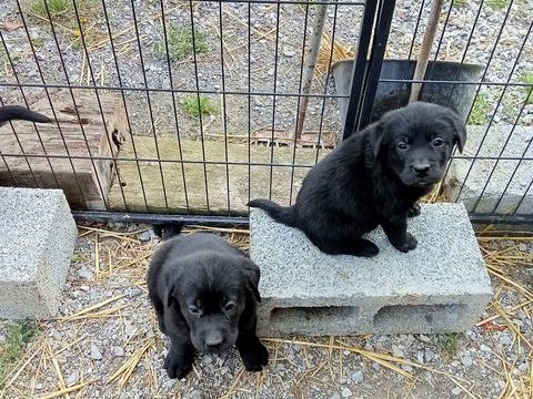 &eacute;levage de la rosi&egrave;re labrador 650 59244 Grand-fayt