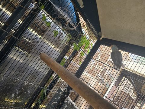 Couple reproducteur de toui c&eacute;leste 150 77240 Vert-saint-denis