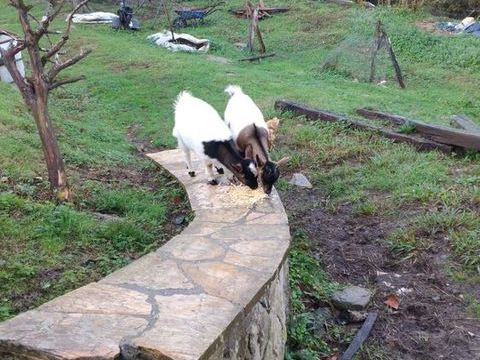 Petite chevrettes naine 100 64520 Bidache