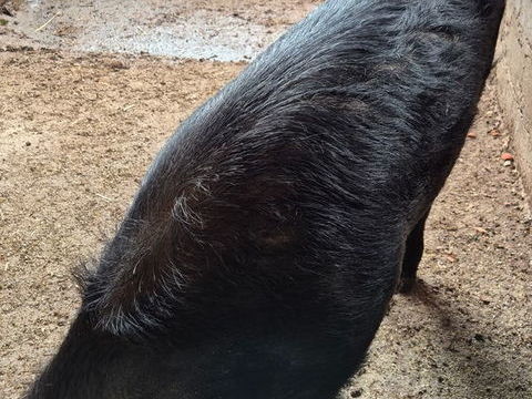 COCHON GASCON 500 47140 Trentels