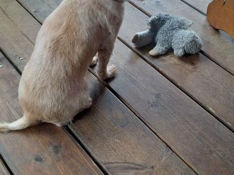 GIPSY LA MALICE 350 77000 Livry-sur-seine