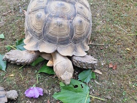 Tortues sulcata dit "sillonn&eacute;e" adulte Toulouse 
1 31600 Lherm