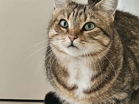 Tagada la discrète 90 35000 Rennes