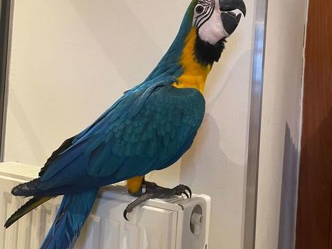 M&acirc;le  ara. ararauna &eacute;lev&eacute;  &agrave;  la main 1500 27450 Saint-�tienne-l'allier