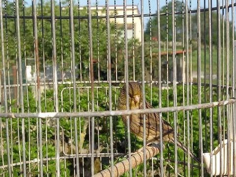 FEMELLE CANARI 25 65100 Tarbes