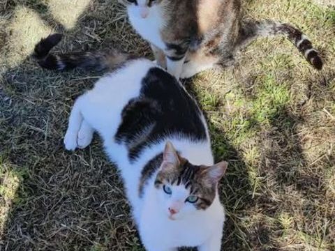 Chat TAOetTANGO à l adoption 200 84270 Vedne