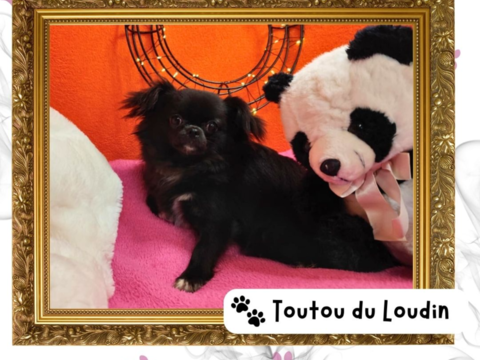 Chiot chihuahua femelle poils longs 650 18140 Pr�cy