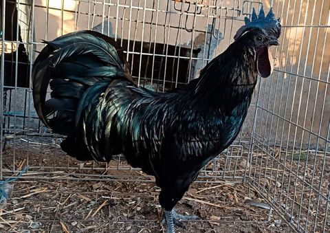Coq AYAM CEMANI 30 34750 Villeneuve-l�s-maguelone
