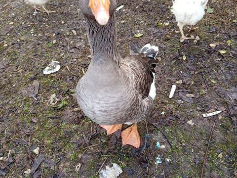 Oie cendrée couple 150 36000 Chteauroux