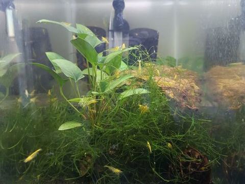 Crevettes divers 10 94380 Bonneuil-sur-marne