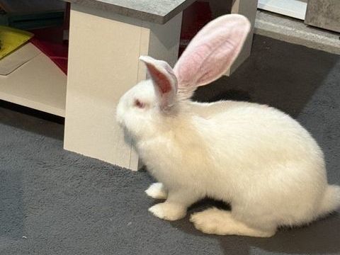 Lapin g&eacute;ant ? 3 mois ? en excellente sant&eacute; + accessoires 198 31400 Toulouse