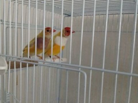 couple diamant de gould lutino 100 94460 Valenton