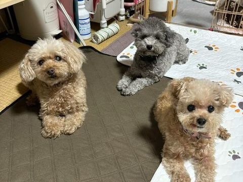 Don caniche 0 13001 Marseille