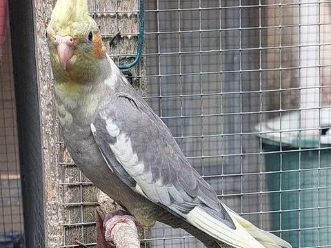 Perruche calopsitte 30 86500 Montmorillon