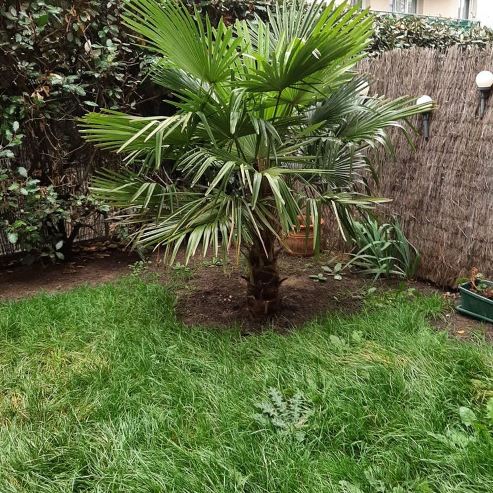 PALMIER CHANURE Jardin
