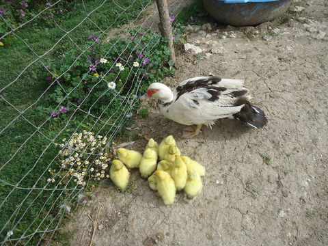 CANARDS  DE  BARBARIE
20 47340 Laroque-timbaut