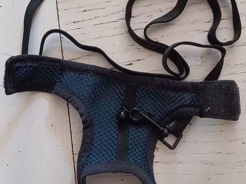 Harnais + laisse petit rongeur, rat, furet ... 6 84500 Bollne