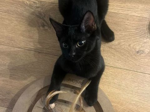 Mouwnny, 4 mois &agrave; l'adoption 150 95390 Saint-prix