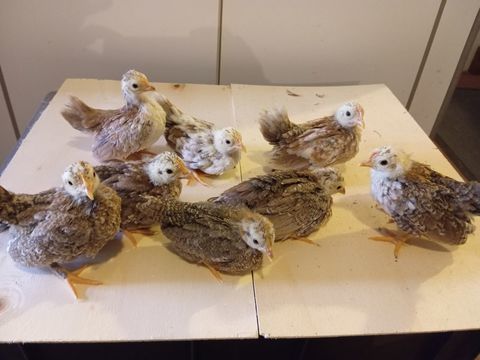 Poules naines Seramas 40 42800 Rive-de-gier