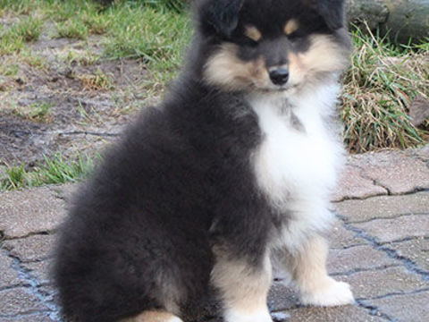 Disponible chiot colley m&acirc;le (Lassie) 1000 88240 Bains-les-bains