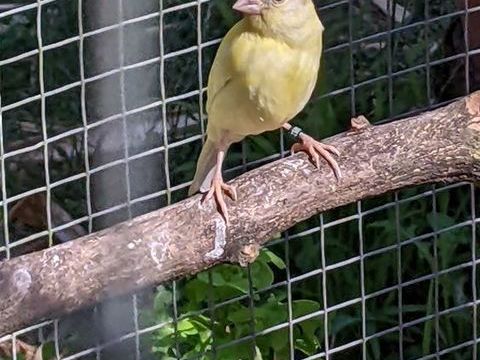 Canaris raza 25 56000 Vannes
