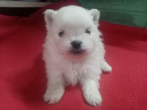 Spitz nain chiot blanc 800 66000 Perpignan