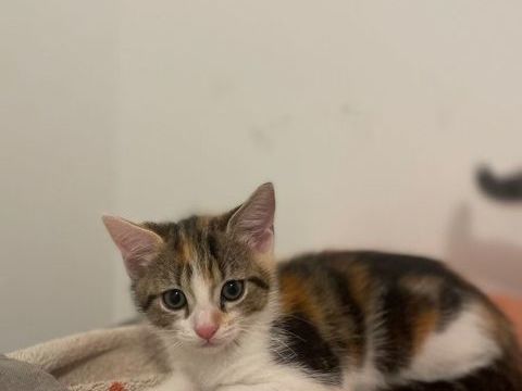 Dora 190 59000 Lille