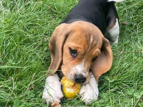 très beaux chiots mâle ou femelles 900 49520 Bouill-mnard