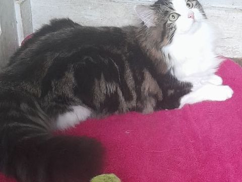 Fluffie,8 mois,cherche ses adoptants 195 75017 Paris