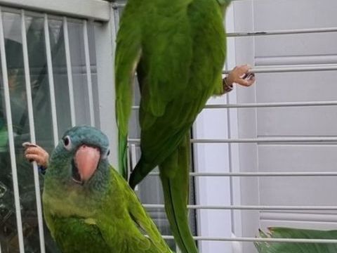 Couple de conure &agrave; t&ecirc;te bleue 400 50120 �queurdreville-hainneville