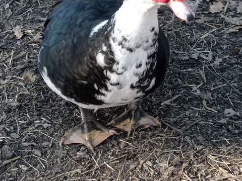 Canard 20 24350 Lisle