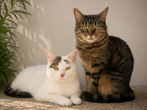 Don chat 0 93700 Drancy