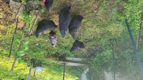 Poulette Australorp bagu&eacute;e et vermifug&eacute;e. 35 17460 Pr�guillac