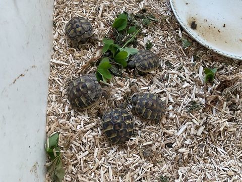 Tortues 50 06510 Carros