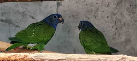perroquet pionus menstruus 350 65390 Aurensan