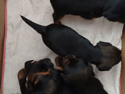 5 petits loulous yorkshires disponibles  . 850 29000 Quimper
