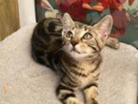   Adorables chatons cherchent famille pour la vie 