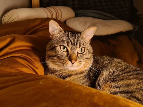 Baqara jeune chat joueur et proche de l'humain 180 93400 Saint-ouen