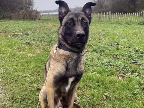 ZEUS, magnifique Malinois à adopter via l'association UMA 350 44590 Lusanger