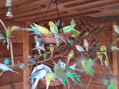 perruches toutes couleurs 20 34450 Vias