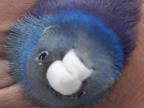 Gould bleus et argentés-b24 et b25-Mâles et femelles 45 18150 La guerche-sur-l'aubois