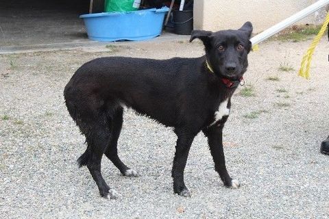 Chien CALI à l adoption 210 47160 Ambrus